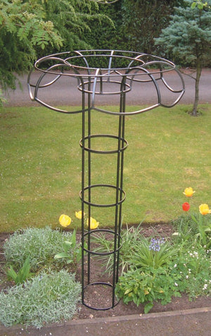 Wisteria and clematis umbrella support
