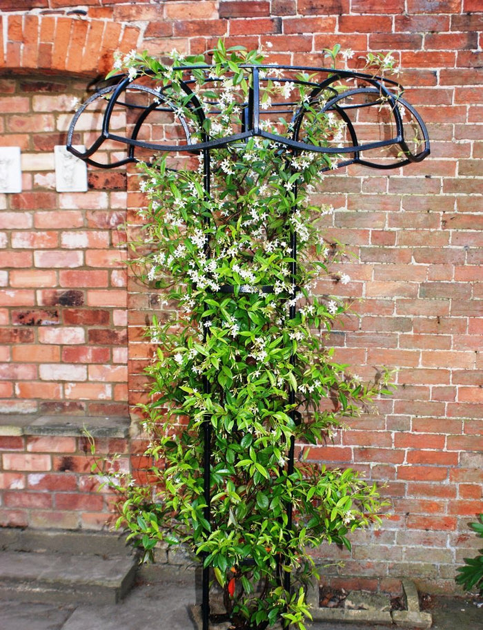 Poppyforge Large Tuteur for Wisteria or climbing plants