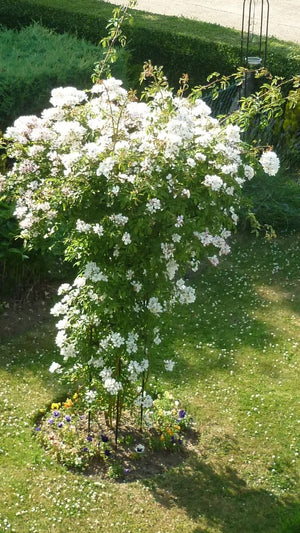 Poppyforge Large Tuteur for Wisteria or climbing plants