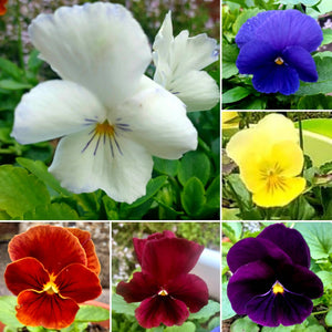Strawberry & Pansy Cake Seeds greetings card