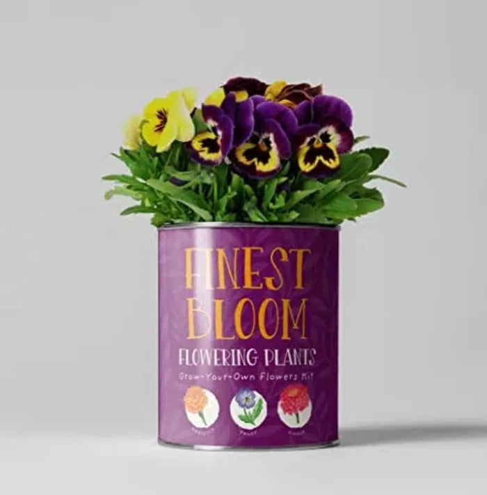 The Plant Gift Co Grow Your Own Blossom Kit